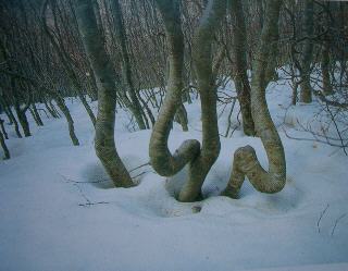 Gli alberi serpente