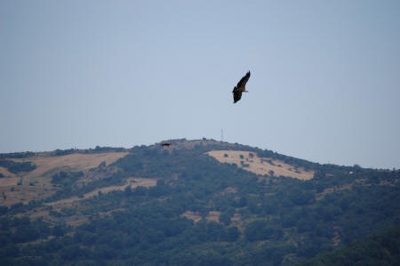 Grifoni nel Parco Nazionale del Pollino